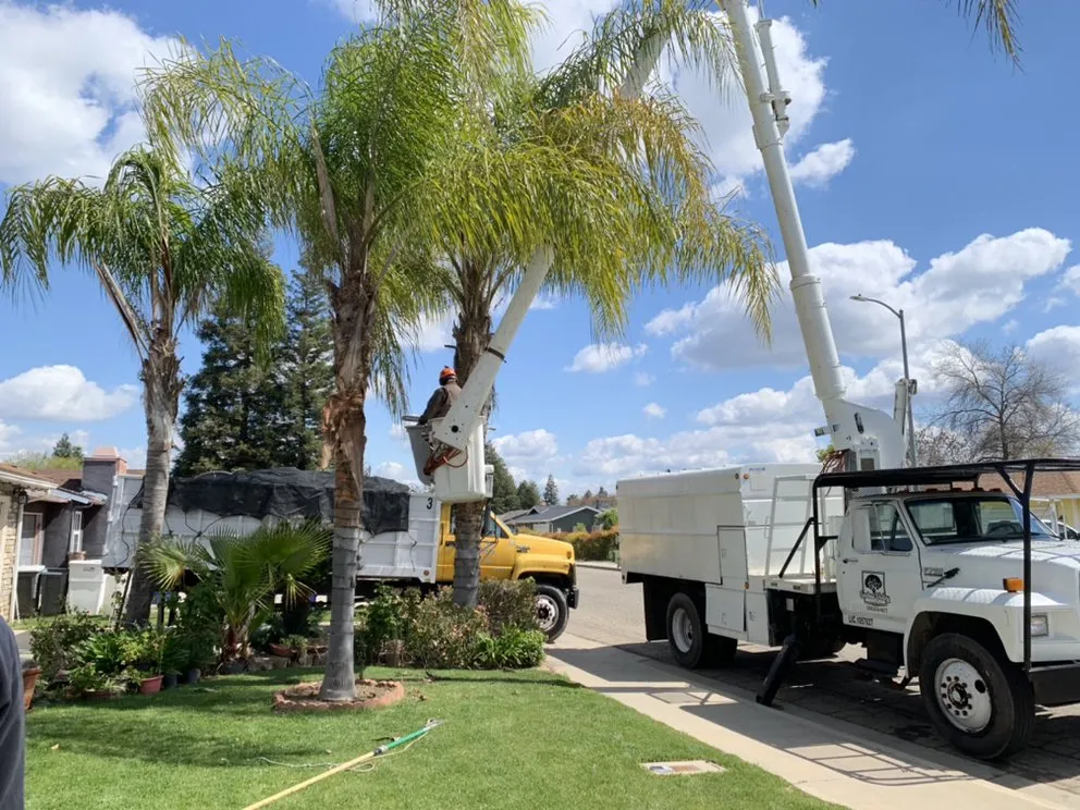Top-rated landscape installation with custom design across Hanford, CA - Central Valley Tree Service