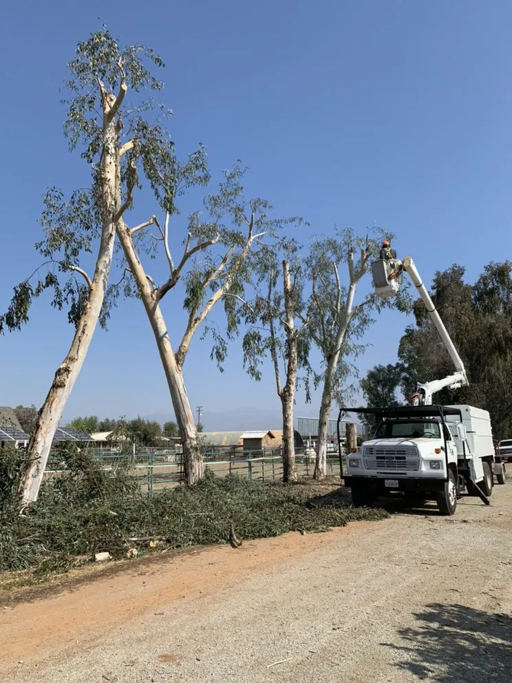 Top-rated lawn mowing service for homes in Hanford, CA by Central Valley Tree Service