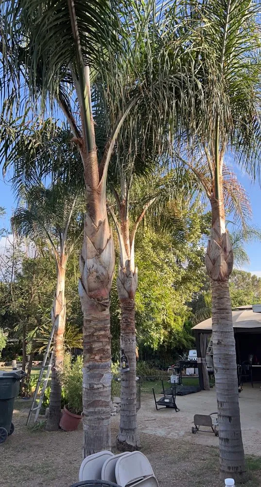 Professional yard maintenance in Hanford, CA - Central Valley Tree Service