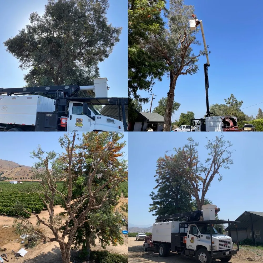 Top-rated residential landscaping in Hanford, CA by Central Valley Tree Service