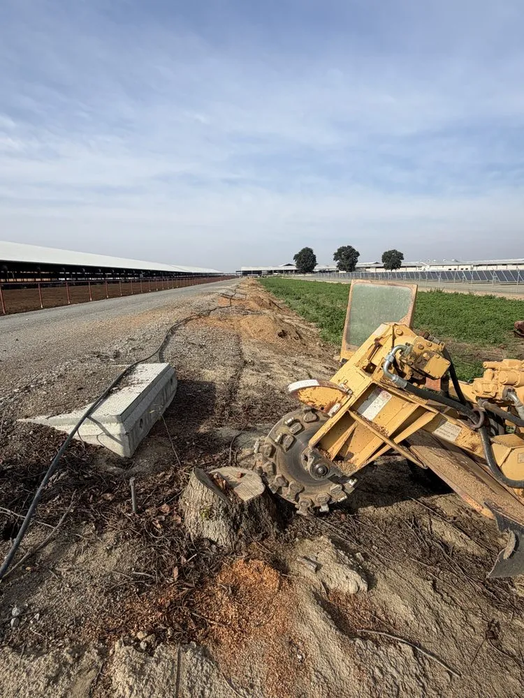 Professional yard cleanup service experts serving Hanford, CA - Central Valley Tree Service