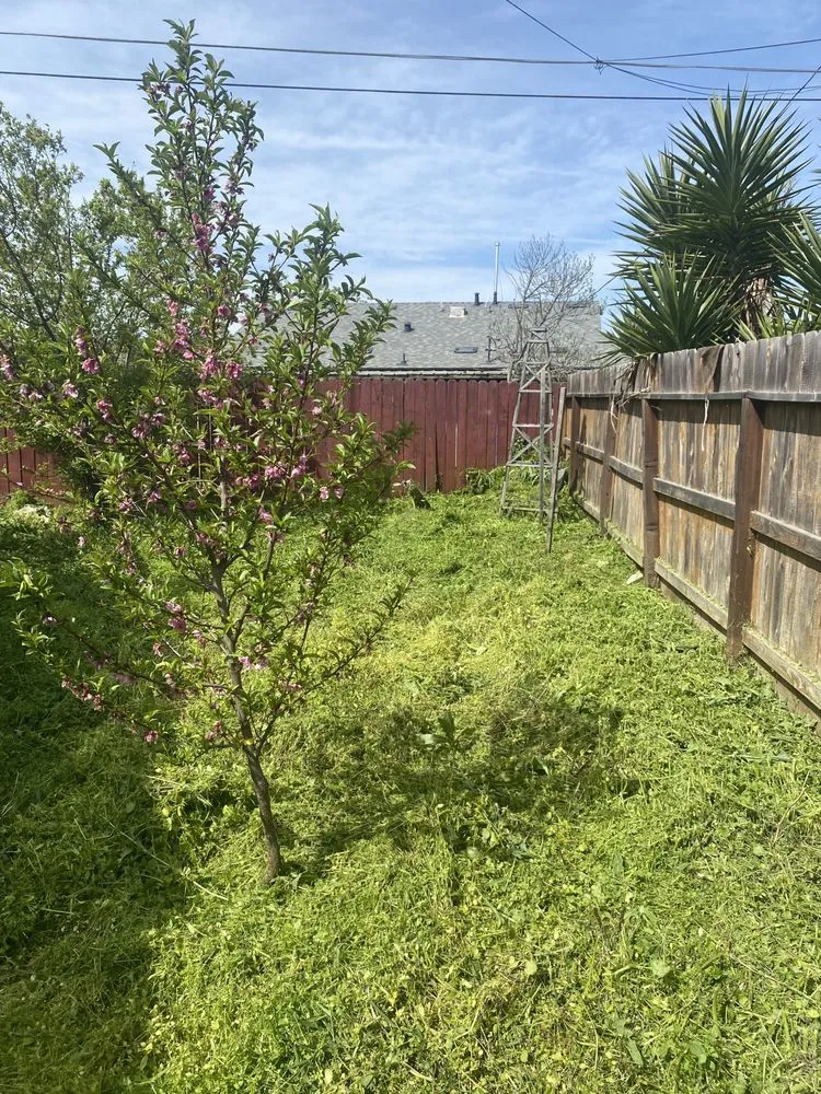 Reliable landscaping services experts serving Lemoore, CA - Central Valley Yard Care