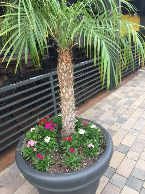 Custom yard maintenance in Pomona, CA by Centrescapes