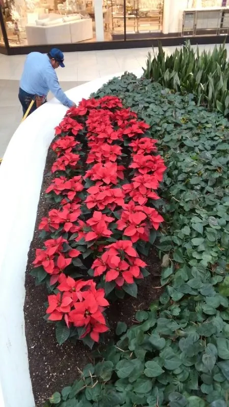 Trusted lawn care service for homes across Pomona, CA - Centrescapes