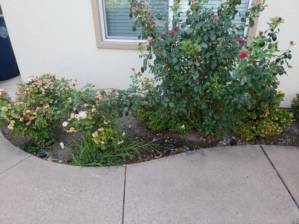 Reliable landscape installation for beautiful yards across Sacramento, CA - Centro Valley Landscape