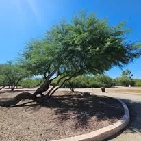 Professional landscape installation experts serving Tucson, AZ - Centurion Landscaping