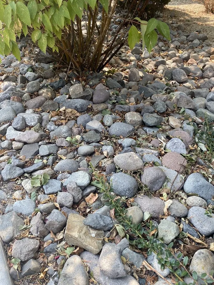 Affordable lawn care service for beautiful yards across Reno, NV - Century Landscapes