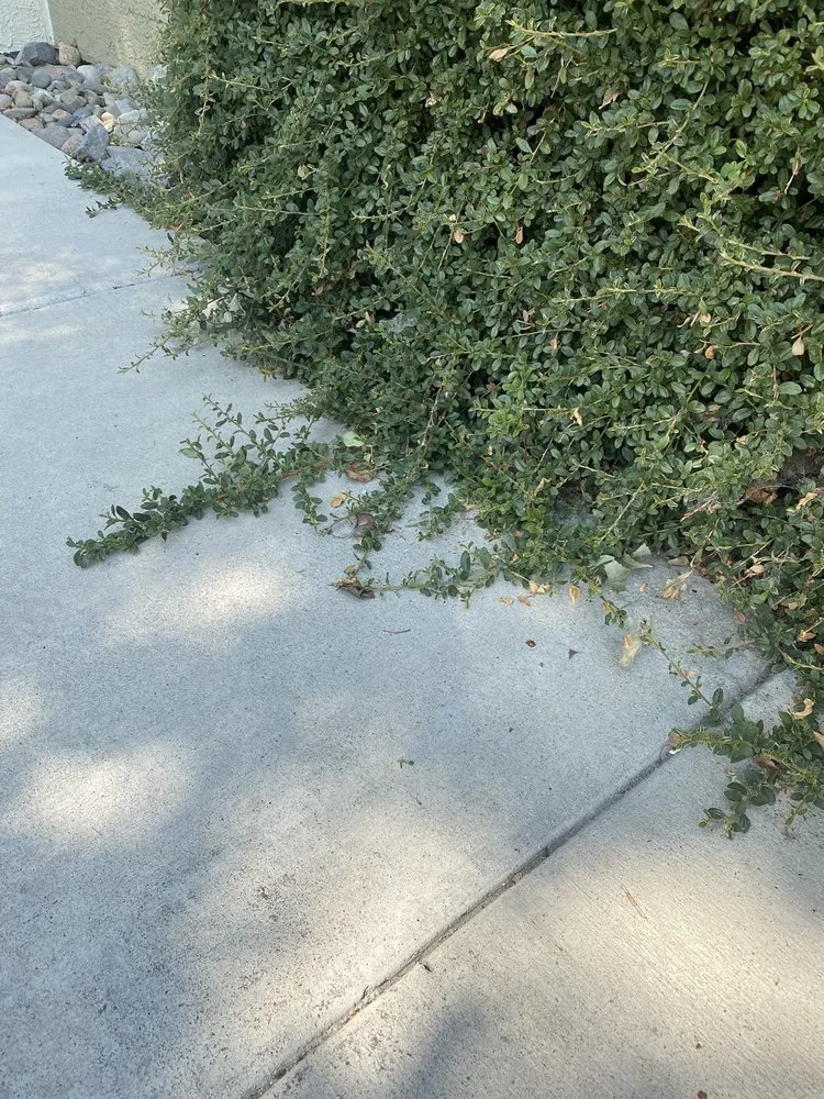 Reliable landscaping services for year-round maintenance across Reno, NV - Century Landscapes