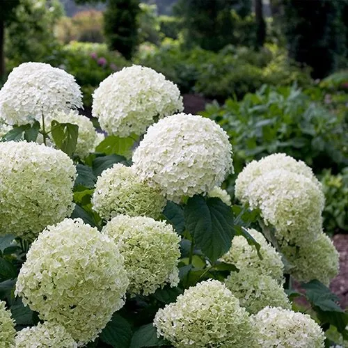 Affordable lawn mowing service experts serving Skokie, IL - Century Lawn Care Co