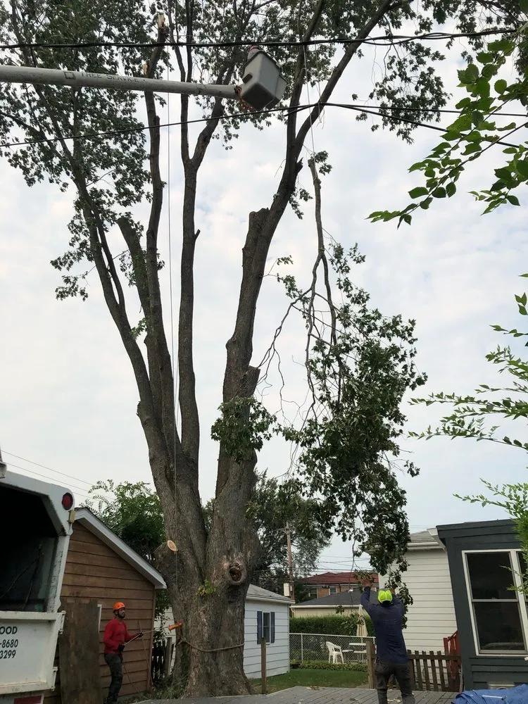 Professional garden landscaping for year-round maintenance across Skokie, IL - Century Lawn Care Co