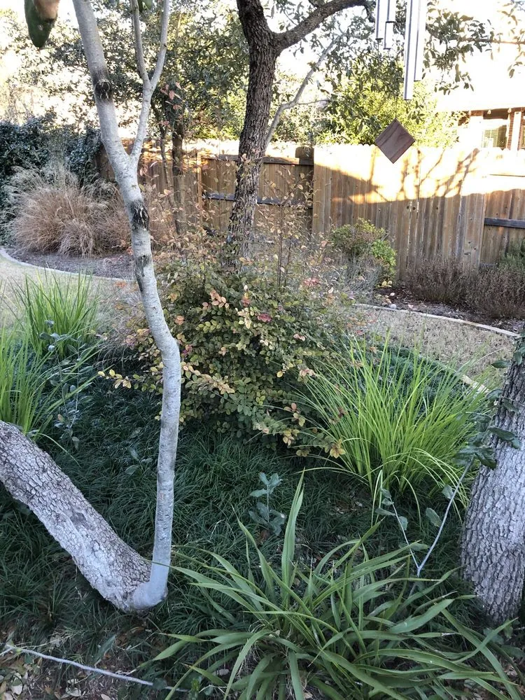 Trusted yard cleanup service experts serving Austin, TX - Century Outdoor Services