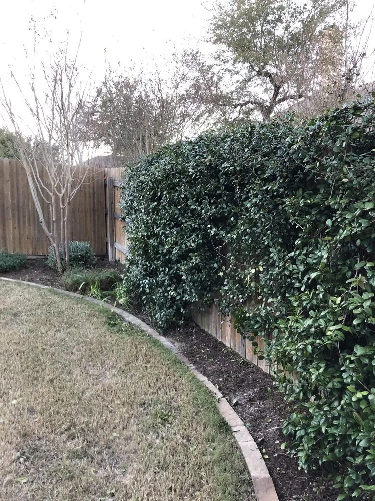 Professional landscaping services for beautiful yards in Austin, TX by Century Outdoor Services