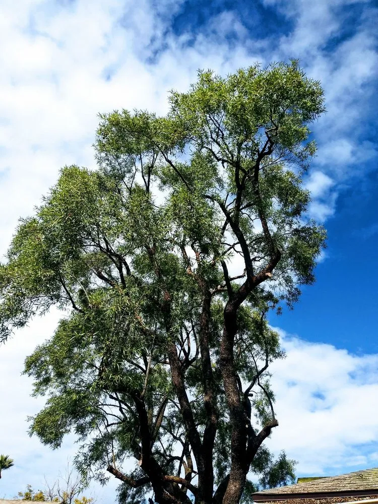 Trusted yard cleanup service in Phoenix, AZ by Century West Landscaping