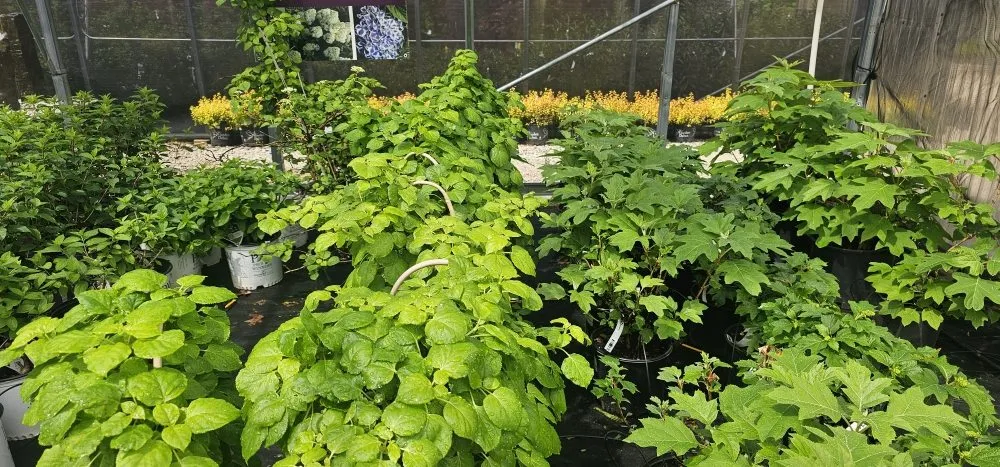 Affordable yard maintenance experts serving Osage Beach, MO - Cerbero Landscaping & Clearing