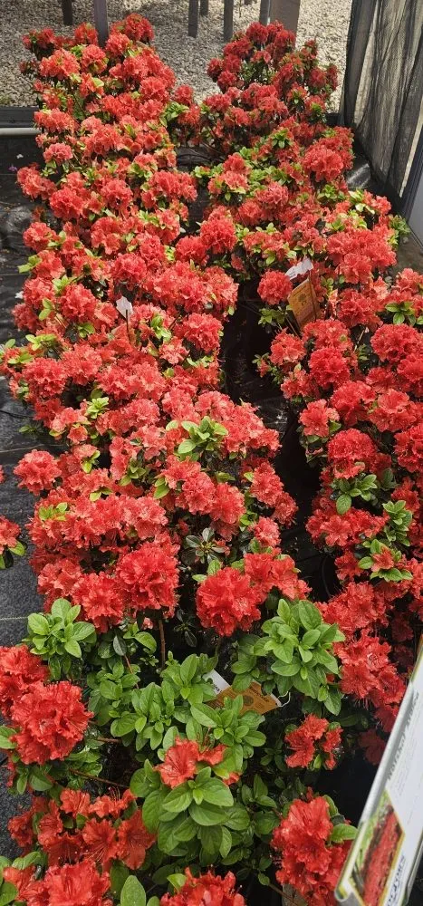 Top-rated residential landscaping in Osage Beach, MO by Cerbero Landscaping & Clearing