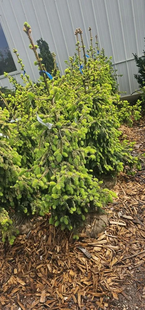 Expert yard cleanup service in Osage Beach, MO by Cerbero Landscaping & Clearing