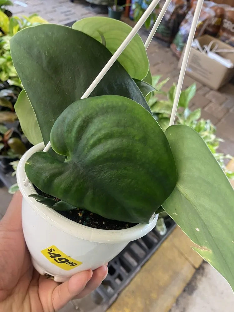 Top-rated lawn mowing service with custom design in Parsippany, NJ by Cerbo's Parsippany Greenhouse