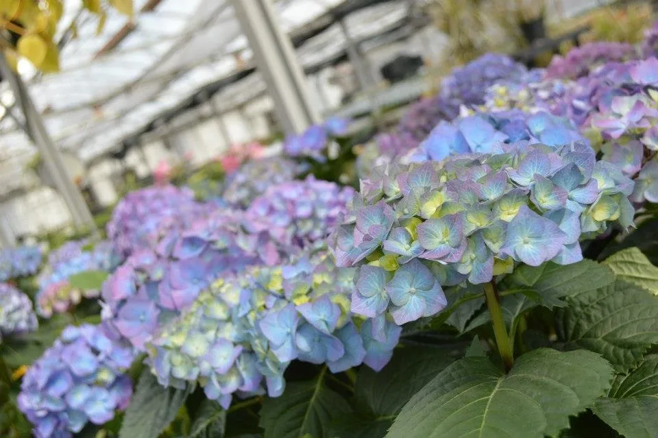 Professional residential landscaping in Parsippany, NJ by Cerbo's Parsippany Greenhouse