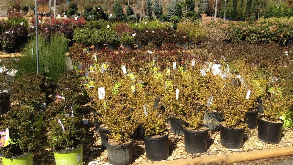 Affordable residential landscaping in Parsippany, NJ - Cerbo's Parsippany Greenhouse