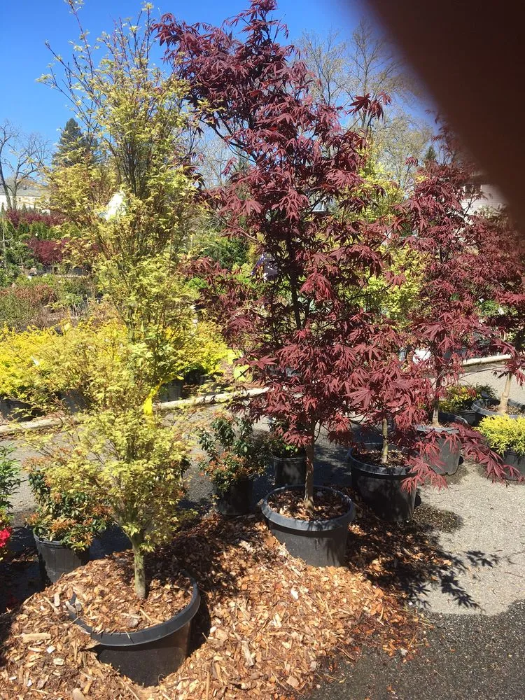 Professional lawn mowing service experts serving Parsippany, NJ - Cerbo's Parsippany Greenhouse