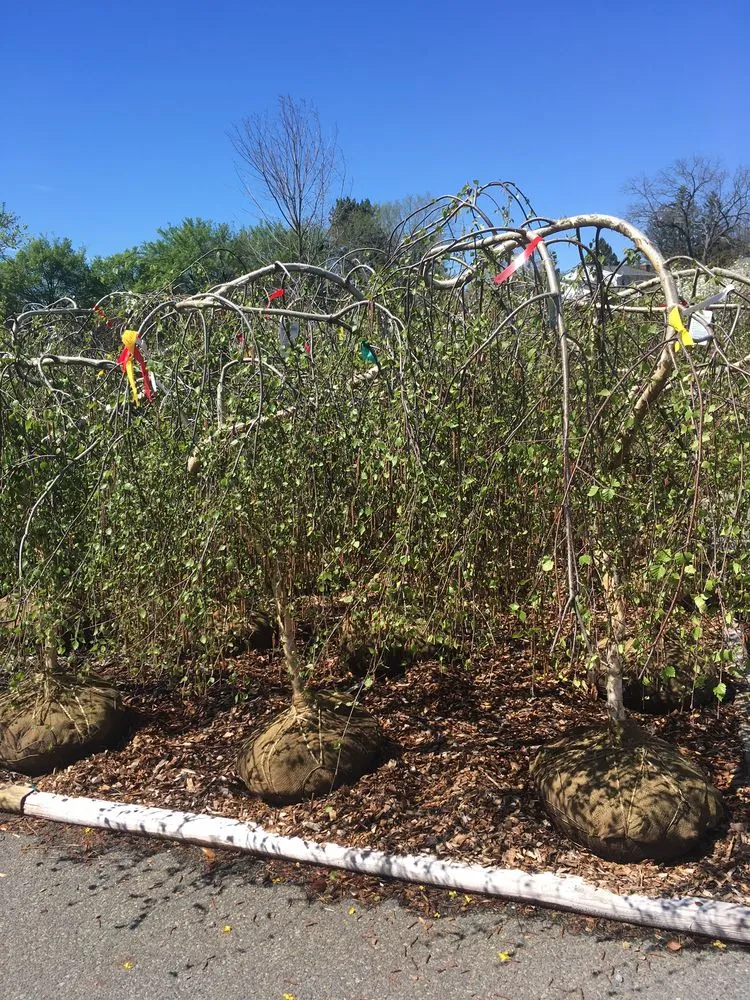 Expert lawn care service in Parsippany, NJ by Cerbo's Parsippany Greenhouse