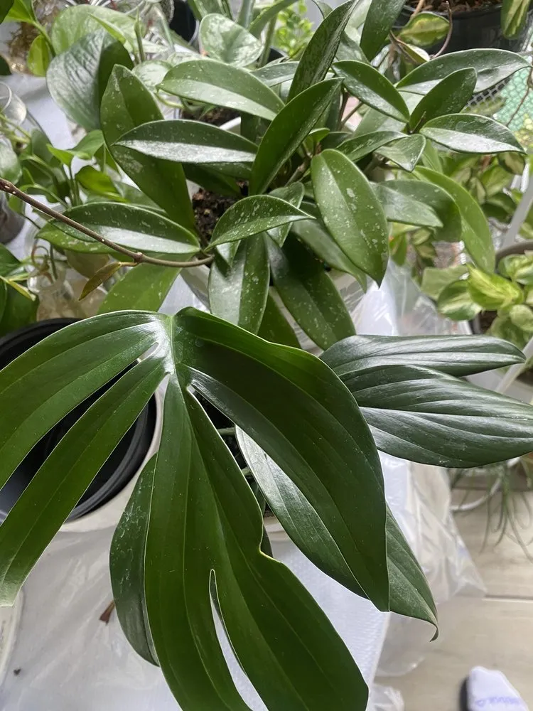 Trusted residential landscaping in Parsippany, NJ - Cerbo's Parsippany Greenhouse