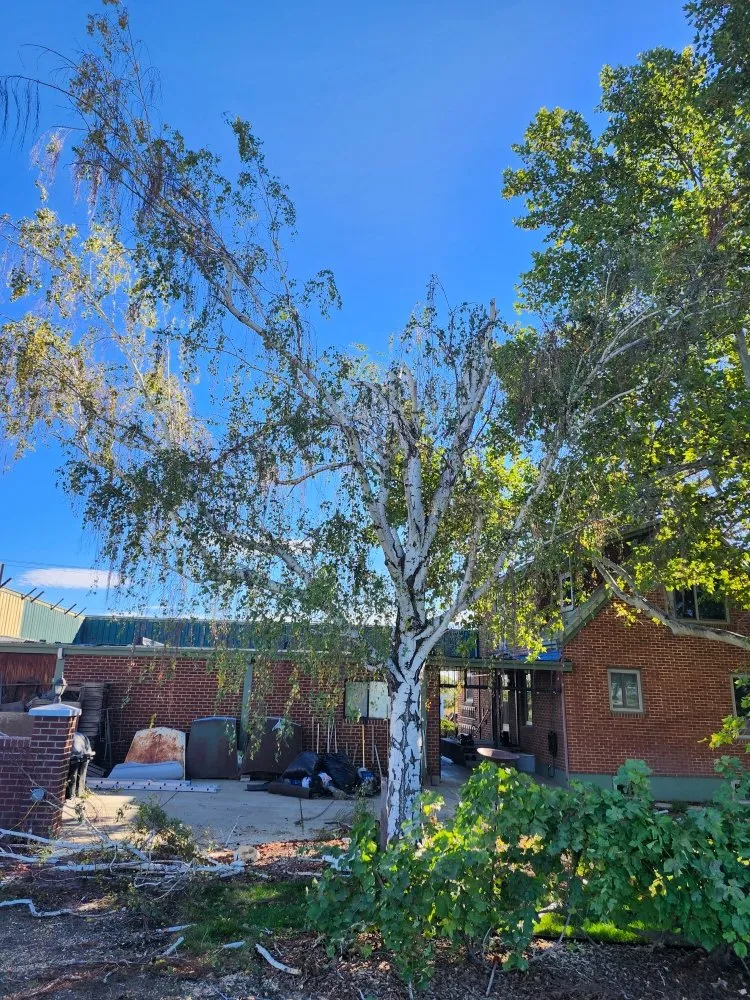 Reliable yard maintenance for residential properties across Yakima, WA - Cercas Y Yardas Ignacio