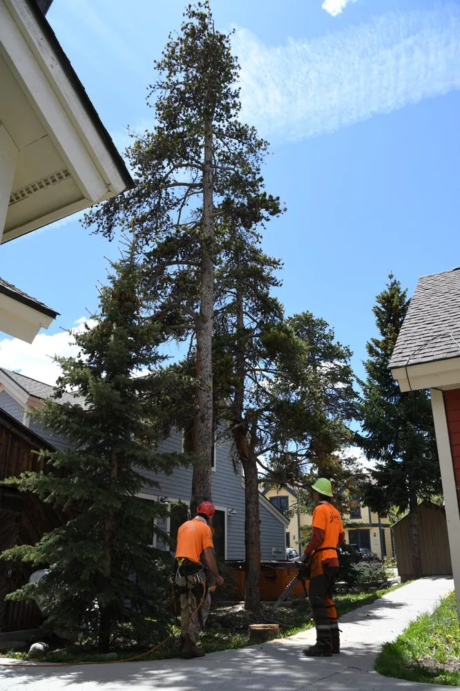 Reliable landscaping services in Frisco, CO by Ceres Landcare