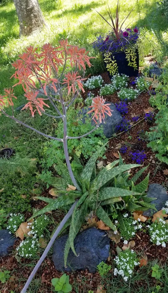 Expert lawn mowing service in Chico, CA - Cernas Lawn Care