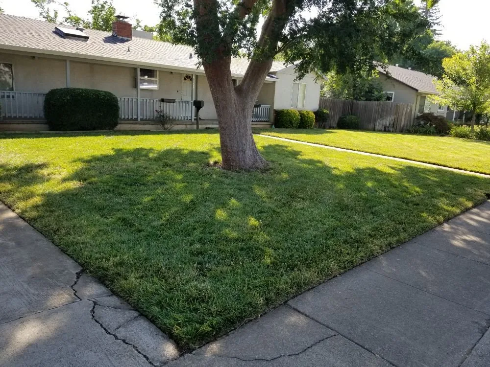 Top-rated yard cleanup service in Chico, CA by Cernas Lawn Care