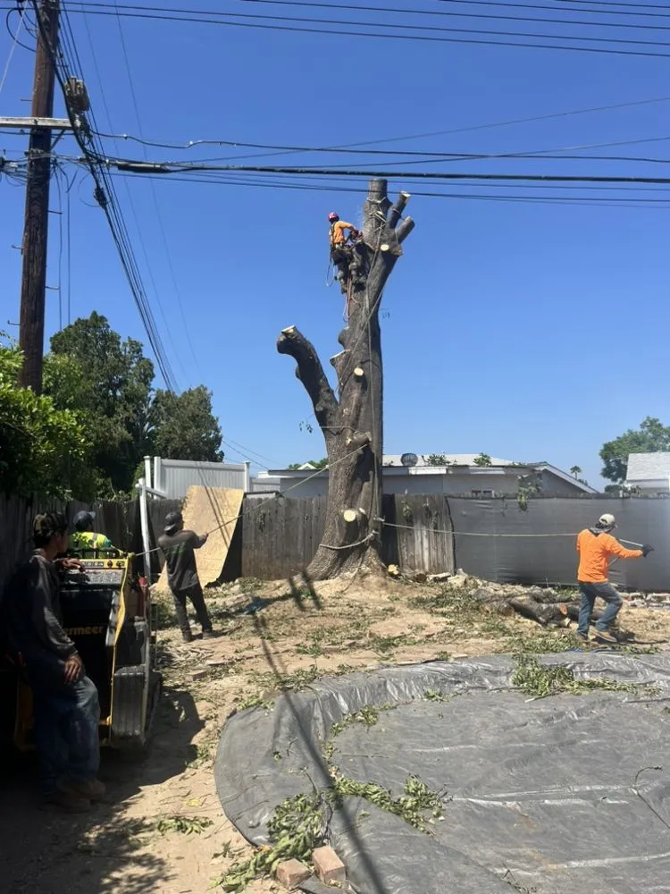 Top-rated outdoor landscaping in Newhall, CA - Ceron Landscaping