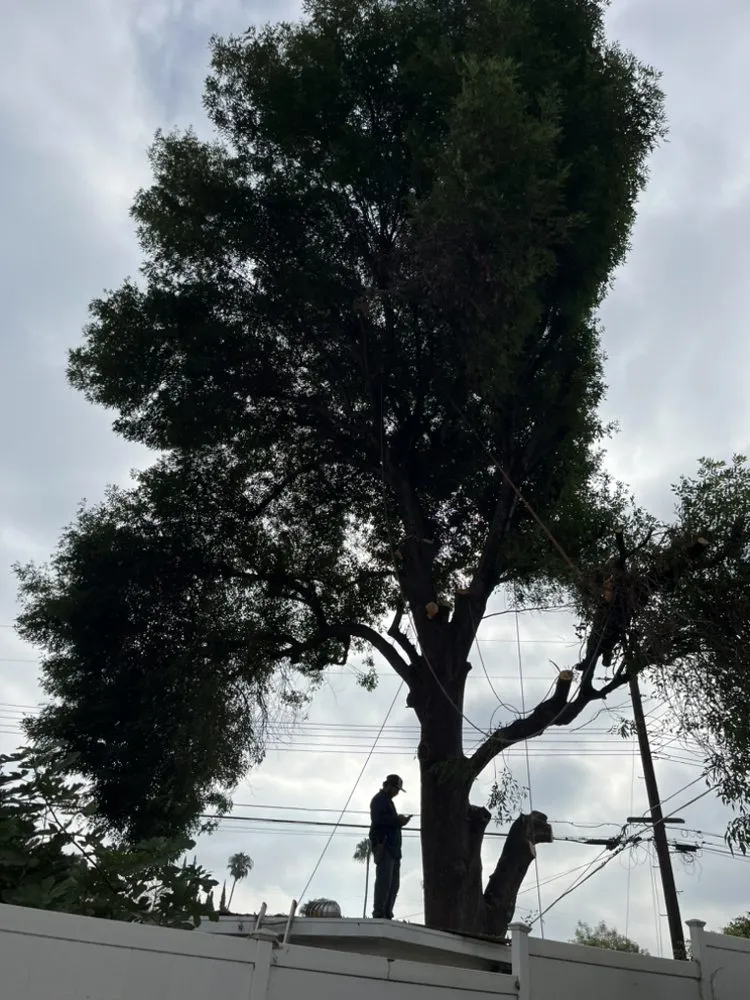 Professional garden landscaping for homes across Newhall, CA - Ceron Landscaping