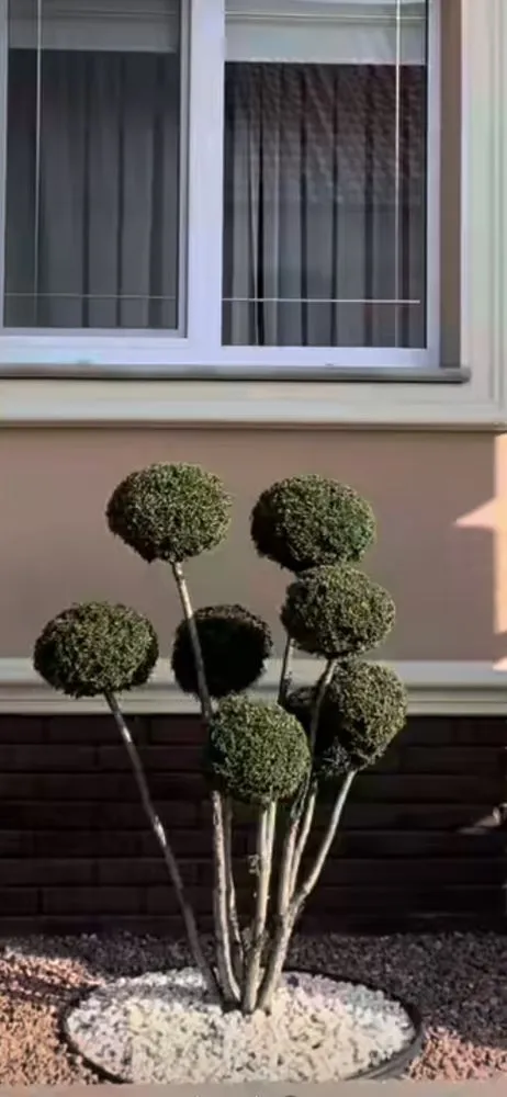 Local yard cleanup service experts serving Detroit, MI - Cerralvo Service