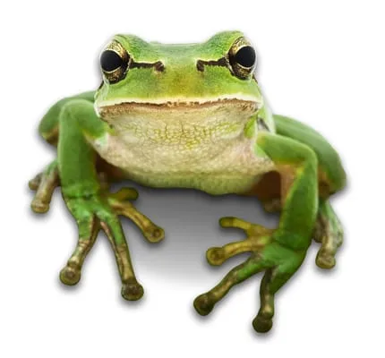 Certified Arbor Care Logo