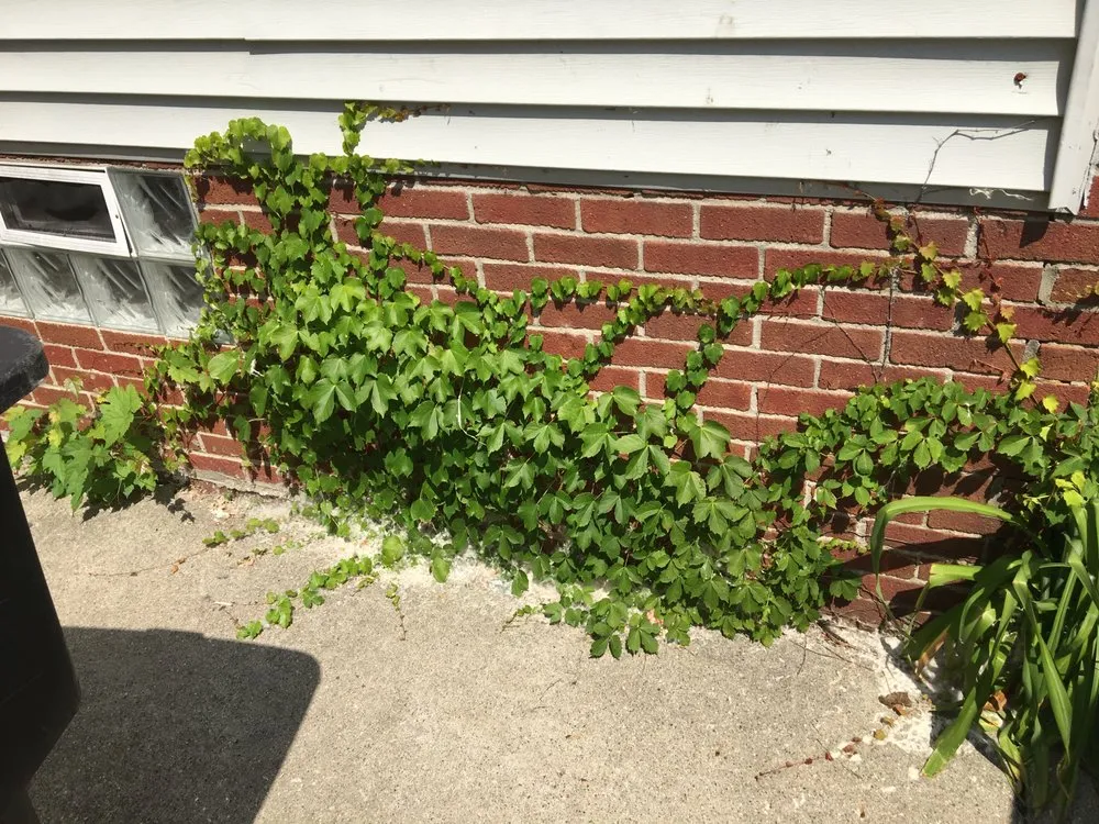 Custom landscape installation experts serving Warren, MI - Certified Cuts