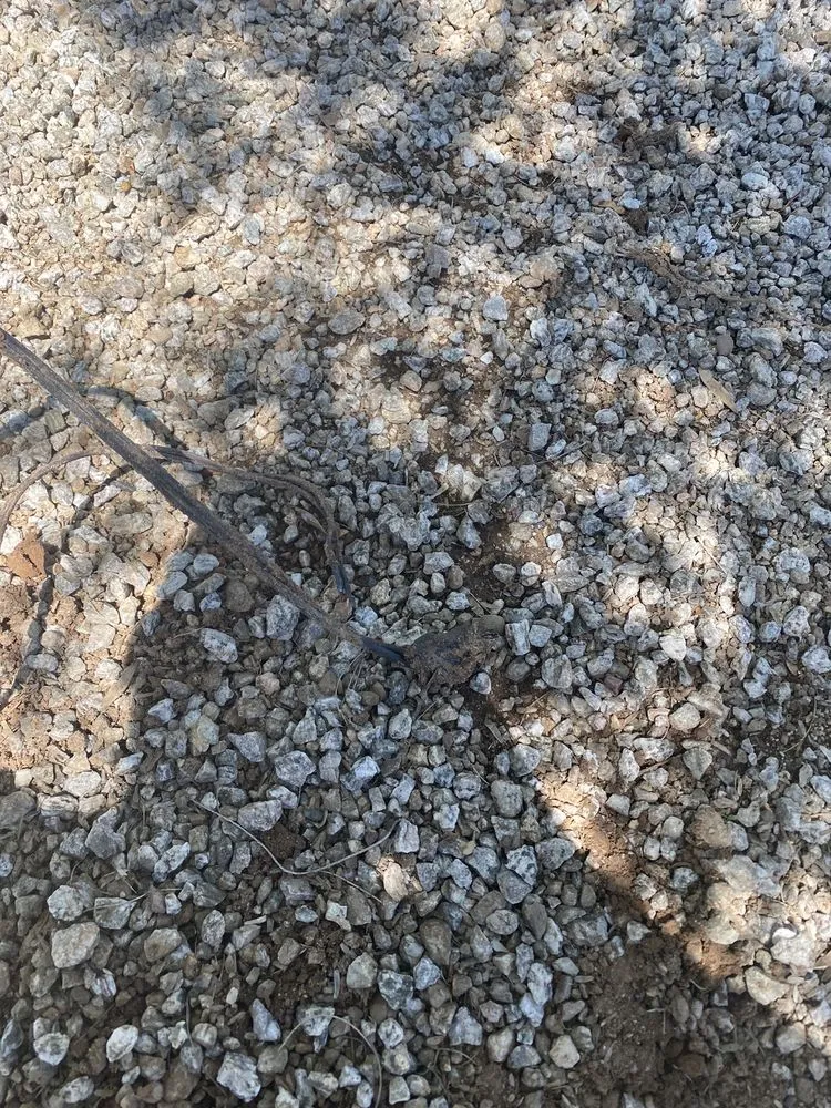 Affordable outdoor landscaping in Phoenix, AZ by Certified Tree Health Specialist