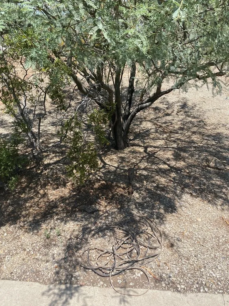 Professional lawn care service for homes in Phoenix, AZ by Certified Tree Health Specialist