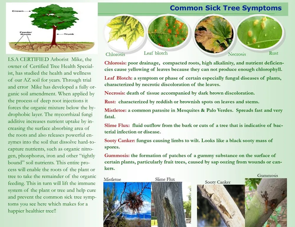 Expert landscaping services in Phoenix, AZ - Certified Tree Health Specialist