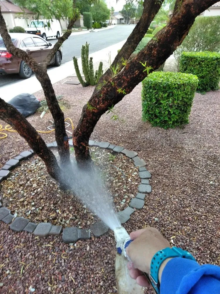 Affordable landscape design in Phoenix, AZ - Certified Tree Health Specialist