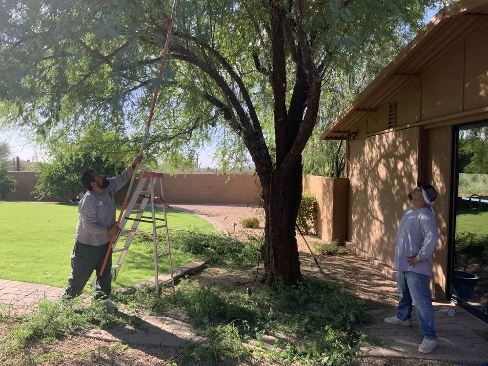 Professional landscaping services in Phoenix, AZ by Certified Tree Health Specialist