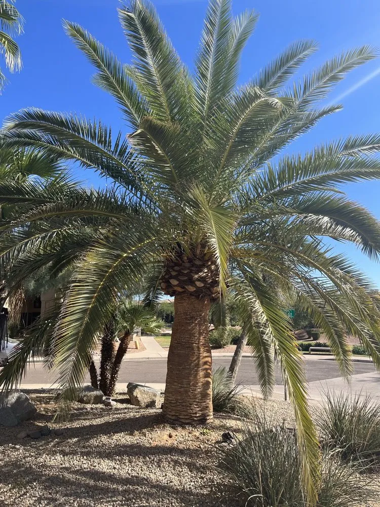 Affordable lawn care service in Phoenix, AZ by Certified Tree Health Specialist