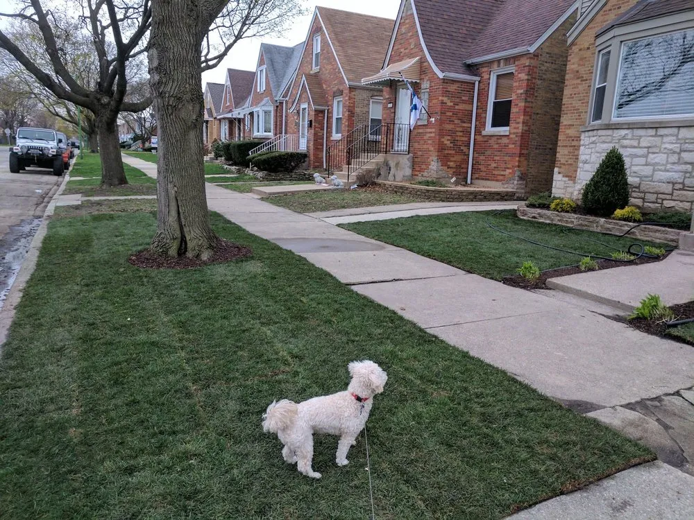 Trusted yard cleanup service in Elmwood Park, IL - Certified VIP Landscaping