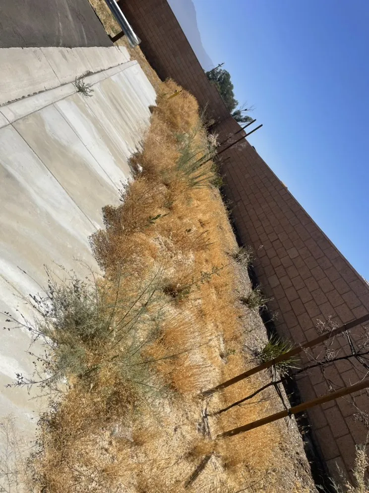 Custom landscape design experts serving Hemet, CA - Cervantes Clean & Haul