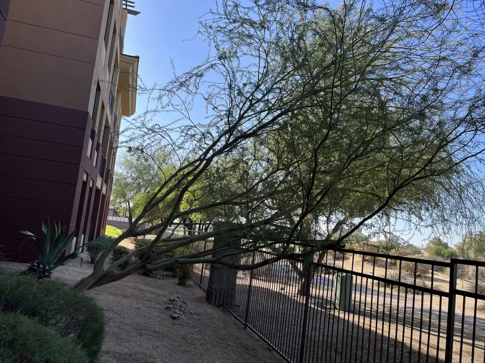 Professional yard maintenance near you across Phoenix, AZ - Cervantes Tree Service