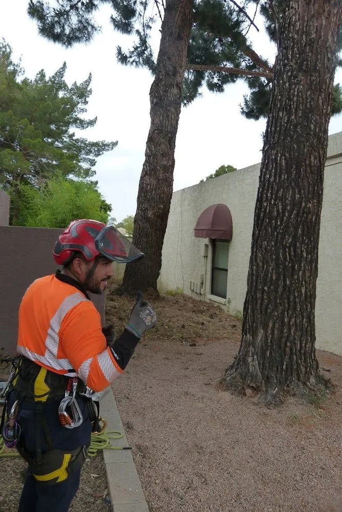 Affordable landscaping services experts serving Phoenix, AZ - Cervantes Tree Service