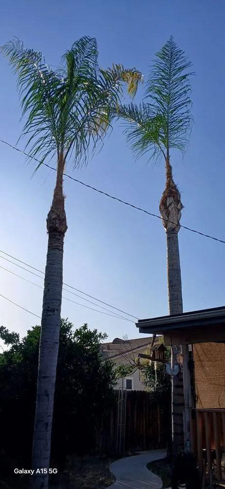 Professional lawn mowing service in Bakersfield, CA by Cervantes Tree Services