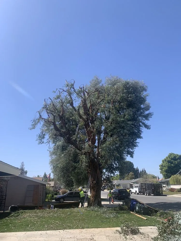 Top-rated landscaping services experts serving Bakersfield, CA - Cervantes Tree Services