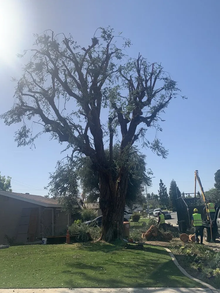 Affordable landscape installation experts serving Bakersfield, CA - Cervantes Tree Services
