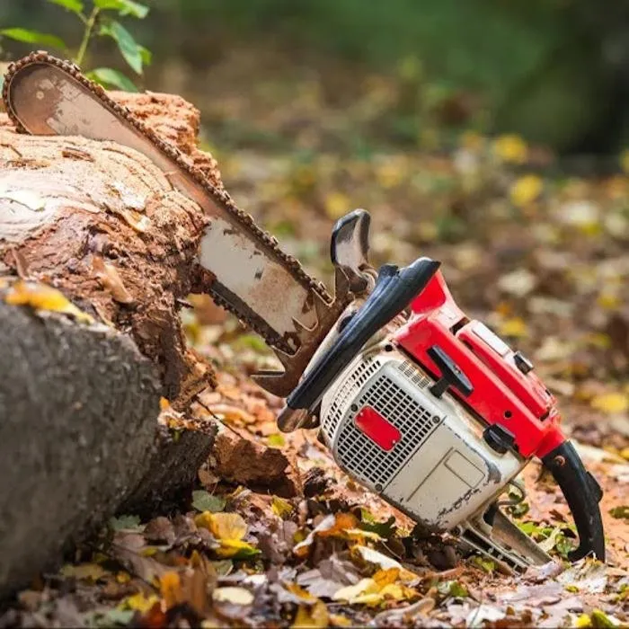 Affordable landscaping services in Bakersfield, CA by Cervantes Tree Services