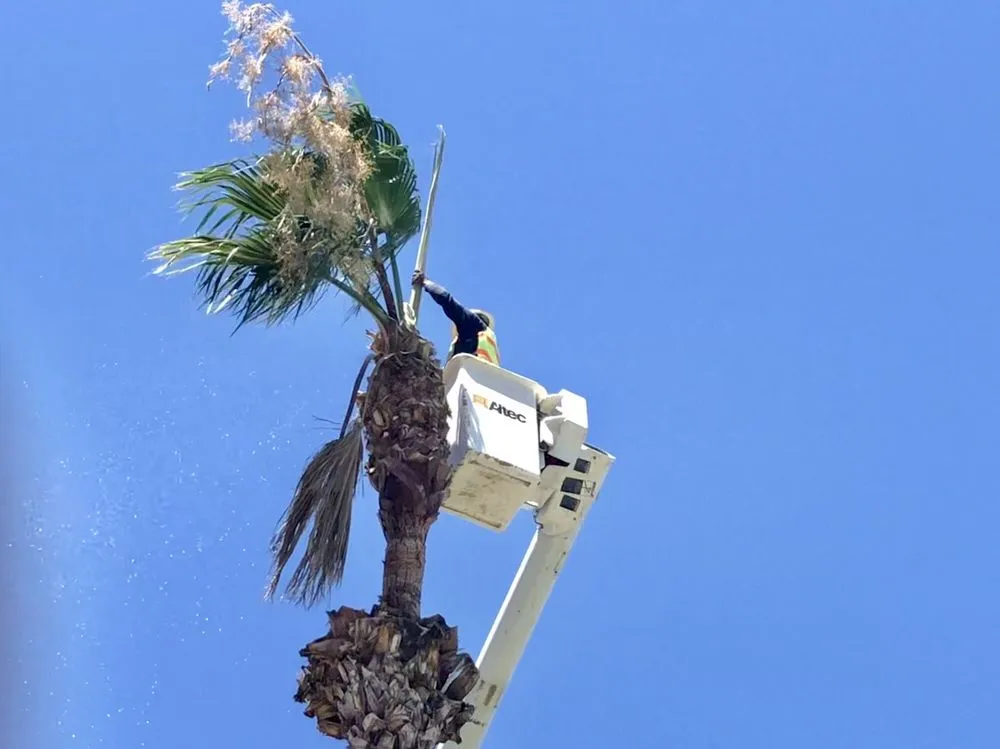 Reliable outdoor landscaping with custom design in Bakersfield, CA by Cervantes Tree Services